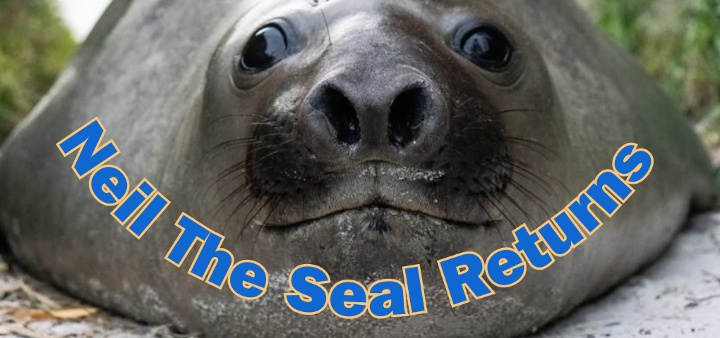 Neil The Seal Tasmania s Beloved Coastal Celebrity Returns