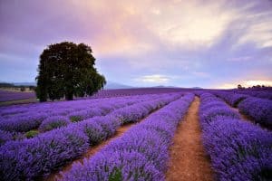 Tassie Getaway Tasmania Australia