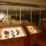 Visit the Salmon Ponds Tasmania Australia