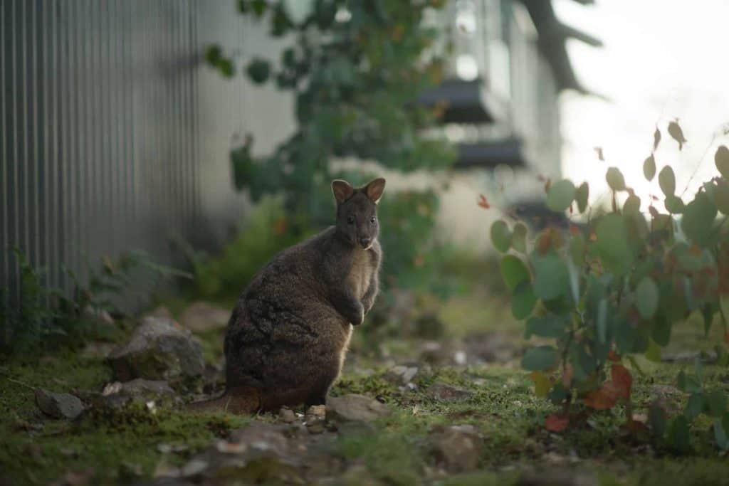 Cradle Mountain Hotel | Tasmania Accommodation Deals