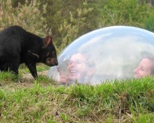 Tasmanian Devil Unzoo entry and tour Tasmania Australia