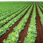 Explore local agriculture Tasmania Australia