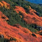 Venture around Mt. Field Park Tasmania Australia