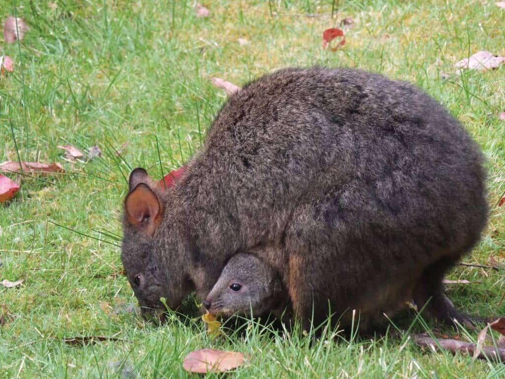 Tasmania Tours - Travel to Tasmania, Holiday & Vacation Packages