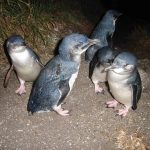 Bird Watching Tasmania Australia