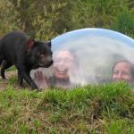Visit the Unzoo Tasmania Australia