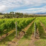 Take a Vineyard Tour Tasmania Australia