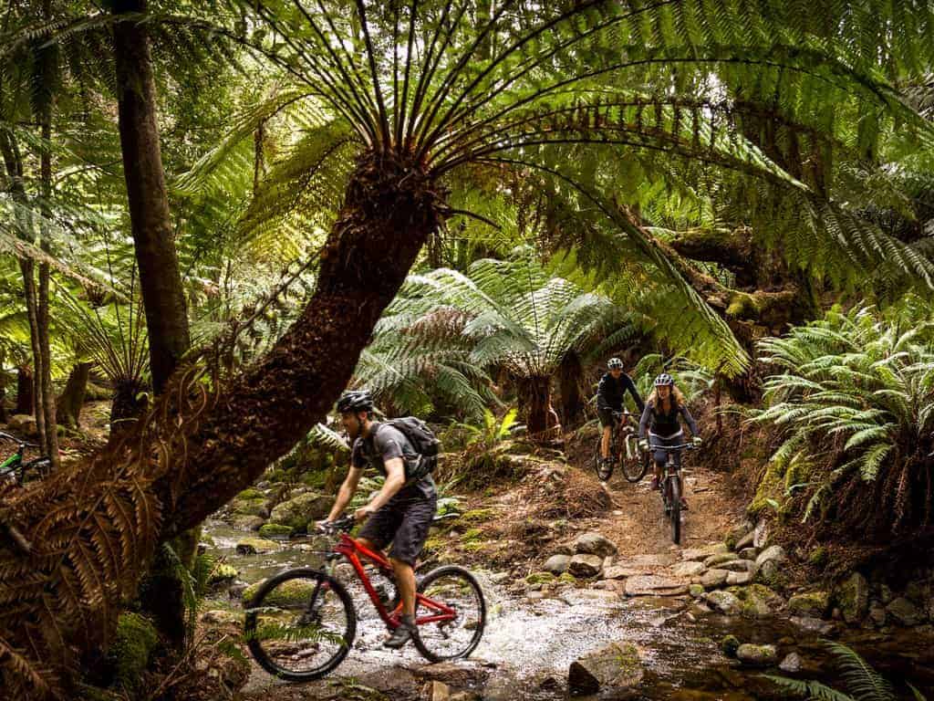 Blue Derby Pods Ride: Tasmania's Ultimate Mountain Biking
