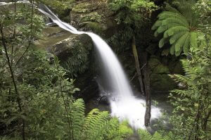 Great Short Walks - The Spout Liffey Forest Reserve, Tasmania, Australia