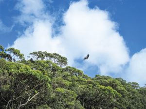 Sea eagle, Tasmania, Australia