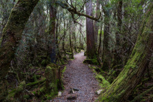 Enchanted Walk, Cradle Mountain, Tasmania, Australia