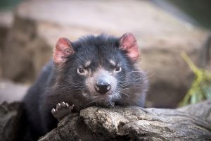 Tasmanian devil (Sarcophilus harrisii) - Bonorong Wildlife Park, Tasmania, Australia