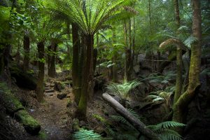 Trowutta Arch, Tasmania, Australia