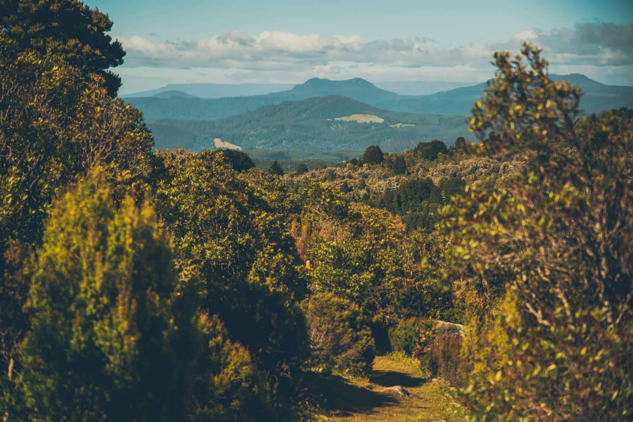 Blue Tier Forest Reserve Hiking Tours Experience Tasmania