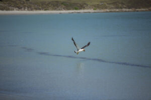 Maria Island Day Tour Tasmania Australia