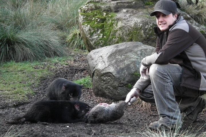 After Dark Tasmanian Devil Feeding Tour | Tasmania Activities