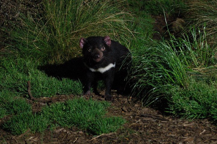 After Dark Tasmanian Devil Feeding Tour | Tasmania Activities