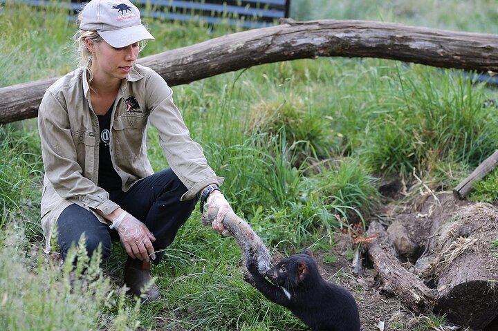 Tasmanian Devil Feeding Day Tour | Tasmania Activities