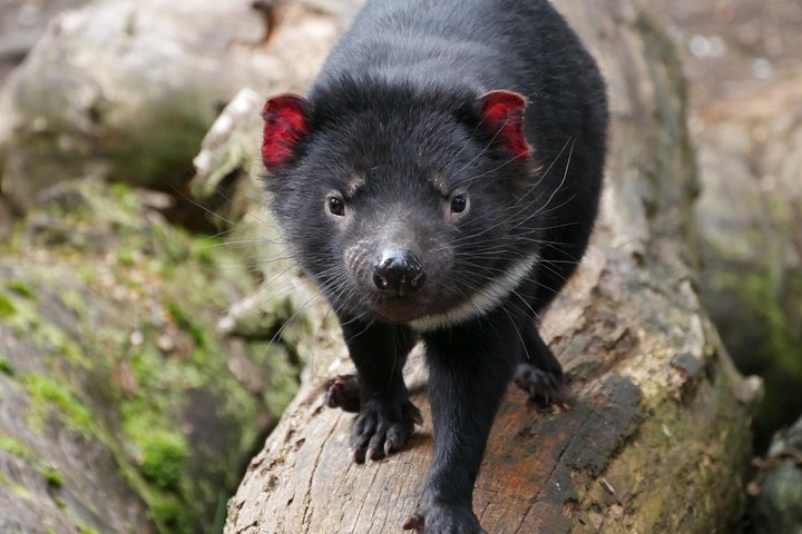 Tasmanian Devil Feeding Day Tour | Tasmania Activities