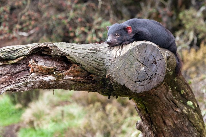 Cradle Mountain Day Tour Tasmania Australia