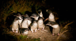 Bicheno Penguin Tour