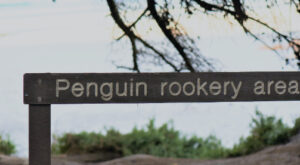 Bicheno Penguin Tour Tasmania Australia