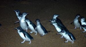 Low Head Penguin Tour Tasmania Australia