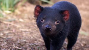 Bonorong Wildlife Sanctuary Daily Shuttle Tasmania Australia