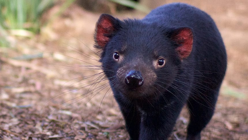 Bridestowe Lavender Farm shuttle Tasmania Australia