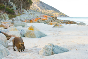 A Day At Wineglass Bay – Launceston to Hobart Tasmania Australia