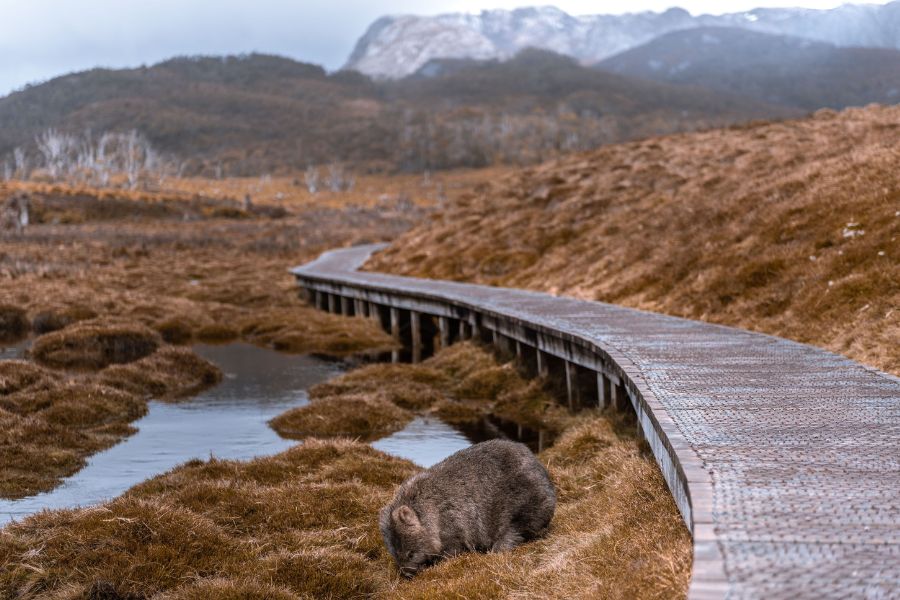 A wombat grazing beside the boardwalk at Cradle Mountain with the alpine moorland and mountains behind