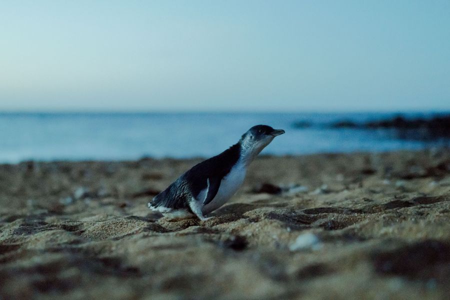 A little penguin coming ashore at dusk on a Tasmanian beach