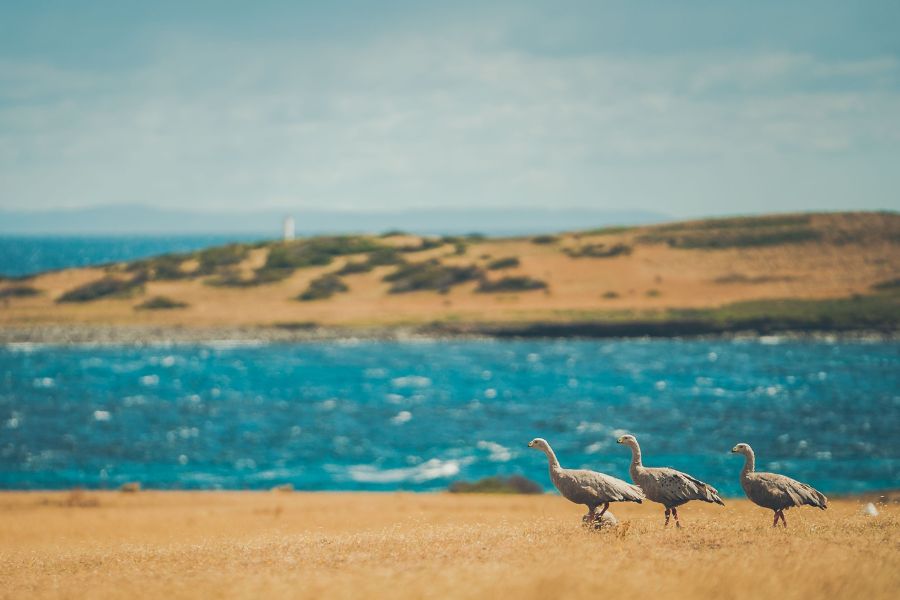 Cape Barren geese walking across coastal grassland on Maria Island with blue water behind