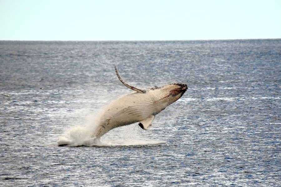 A humpback whale breaching off the Tasmanian coast during the annual migration