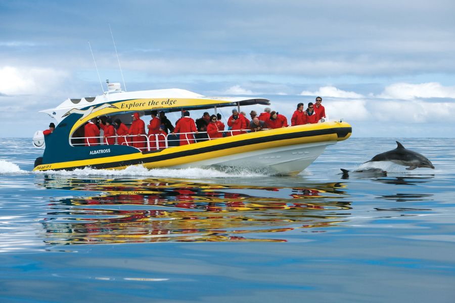 Passengers in red jackets aboard a Pennicott Wilderness Journeys vessel with dolphins leaping alongside